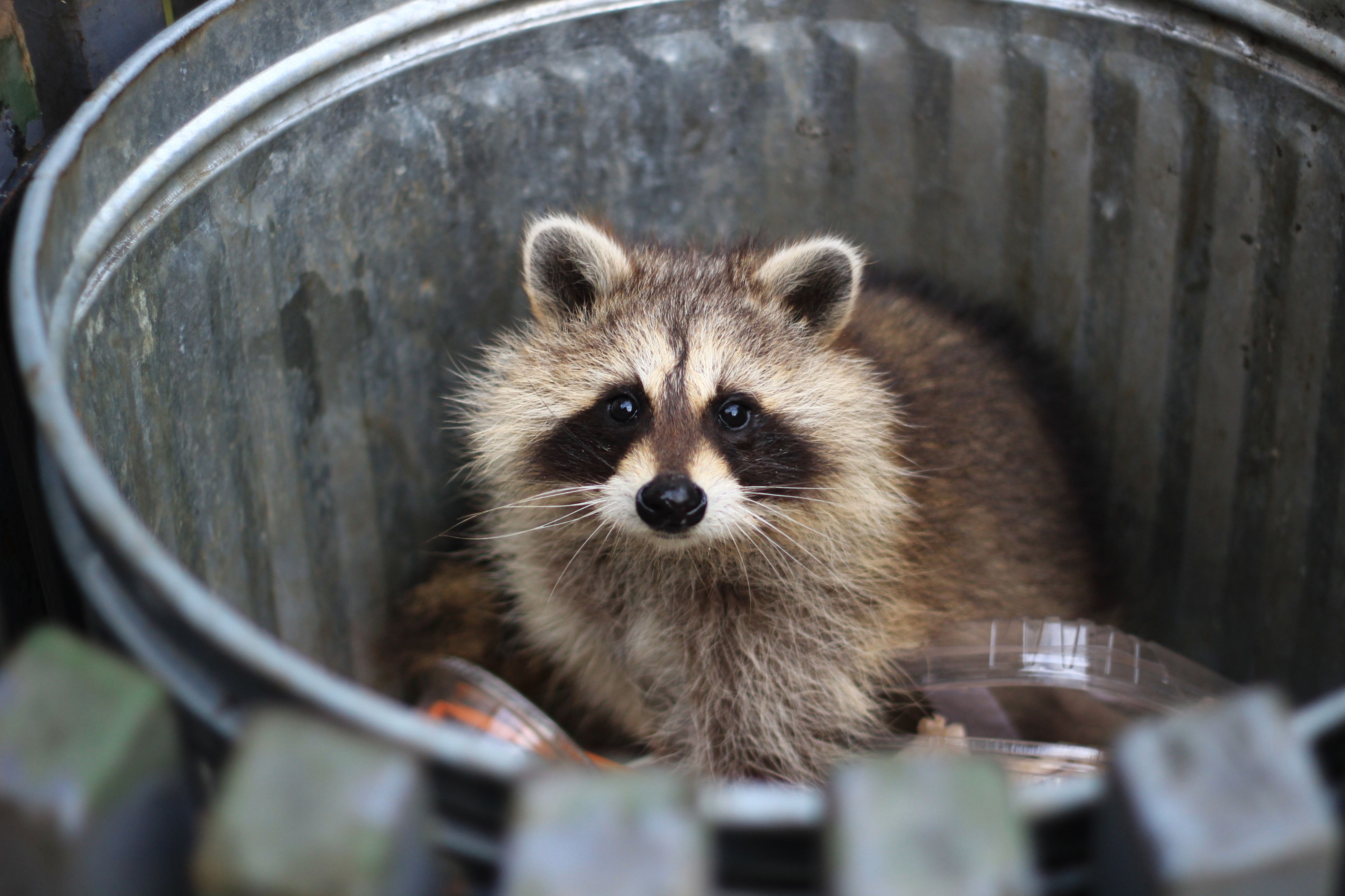 Racoon looking up sitting inside a trash can